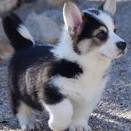Husky mix : Top 10 Siberian Husky cross breeds (Mongrel ...