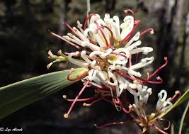 Image result for Cyclocarpa