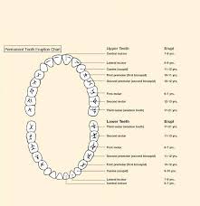 Teeth Eruption Charts Gina Liggio Maestri Dds Family