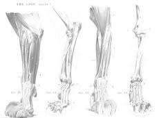 We did not find results for: 22 Cat Skeleton Project Ideas Cat Skeleton Cat Anatomy Animal Anatomy