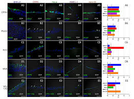 Evidence of monkeypox virus infection has been found in animals, including gambian poached rats, squirrels, different species of. Viruses Free Full Text Simplified Bioprinting Based 3d Cell Culture Infection Models For Virus Detection Html