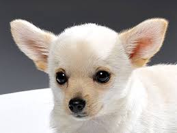 He will be up to date on all vet checks, wormer, and sho. Cookeville Tn Chihuahua Meet Popcorn A Pet For Adoption