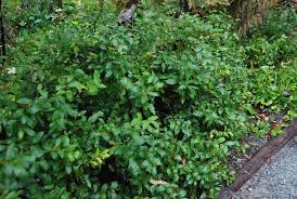 Image result for Vaccinium stanleyi