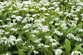 Image result for Allium ursinum