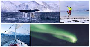 Despite the name killer whale, they are not a type of whale, but rather the largest species of dolphin. Olivers Walreise Nach Nordnorwegen Orcas Voraus Norwegen Buckelwal Tromso