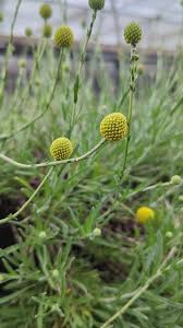 Image result for Pycreus chrysanthus