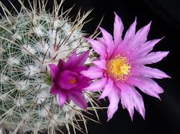 Vortrag Die Gattungen Coryphanta Und Thelocactus Veranstaltungen Botanischer Garten Rombergpark Freizeit Kultur Touri Botanischer Garten Tourismus Rom