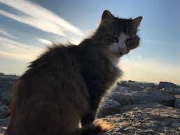 ruyada tekir kedisi gormek ruya tabirleri ruyaciteyze kedi yavru kediler ruya
