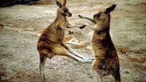 It's a new fantastic fun night of entertainment which is guaranteed to generate maximum funding for your. Bbc Earth Kangaroos In Boxing Match
