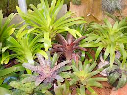 Is one of the largest producers of tillandsias in north america. My Birthday In The Rainforest Well Actually Rfi In Torrance Ca Nixwickedgarden