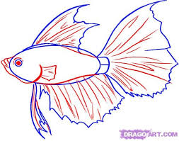 How To Draw A Betta Step By Step Fish Animals Free Online Fish Sketch Beta Fish Drawing Drawn Fish