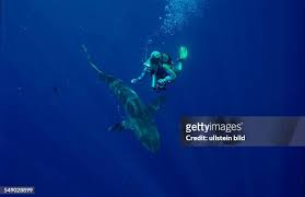 Image result for Lessertia falciformis