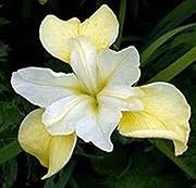They are suitable for borders, wild gardens, and along edges of ponds, but not for growing in water. Siberian Iris