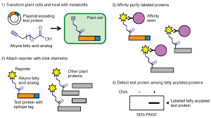 Parts of a plant cell: Molecules Free Full Text Interrogating Plant Microbe Interactions With Chemical Tools Click Chemistry Reagents For Metabolic Labeling And Activity Based Probes Html