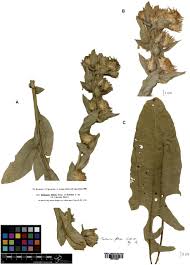 Maybe you would like to learn more about one of these? A New Name In Centaurea Asteraceae Cardueae From Turkey