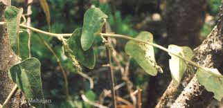 Image result for Cocculus hirsutus