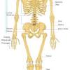 If you'd like to support us and get something great in return, check out the superficial back muscles are. 1