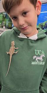 First time bearded dragon owner tips