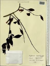 Image result for Englerina woodfordioides