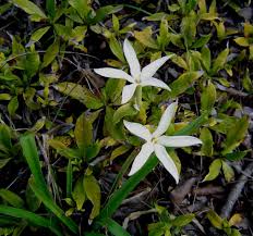 Image result for Leptactina