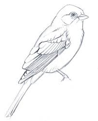 Simplifying Bird Plumage Bird Line Drawing Bird Drawings Animal Drawings