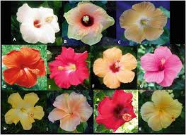 Image result for Hibiscus tridactylites