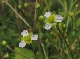 Image result for Alismataceae