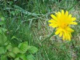 Thinking of becoming a breeder? Wild Edibles How To Eat And Identify Cat S Ear Flatweed False Dandelion Youtube