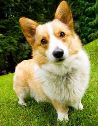 All of ridgewood's corgi puppies for sale go home with a written lifetime warranty as well as see ridgewood kennels corgi puppies for sale in pa below! Breed Guide Pembroke Welsh Corgi Corgi Welsh Corgi Corgi Dog