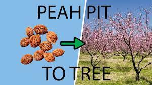 How To Plant Grow A Peach Tree From A Pit Seed Youtube Growing Peach Trees Peach Trees Growing Fruit Trees