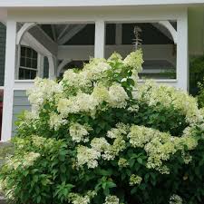 Image result for Basella paniculata