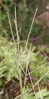 Image result for Digitaria ternata