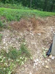 Image result for Acalypha caperonioides