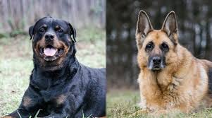 Don't be misled by puppy broker websites. Rottweiler Vs German Shepherd Breed Similarities Differences