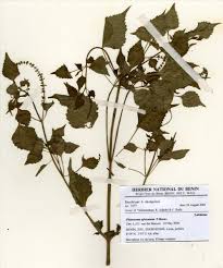 Image result for Platostoma africanum