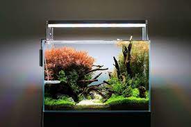 This Is Final Photos 120 Days After Setup With Twinstar Light 450e And Sterilizer Twinstar Twinstar Aquarium Landscape Nature Aquarium Aquascape Aquarium