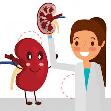 Female Doctor Holds Kidney And Cartoon Organ In 2020 Female Doctor Cartoon Styles Valentines Illustration