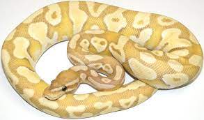 Nerd The Ultimate Ball Python The Complete Ball Python Ball Python Ball Python Morphs Python