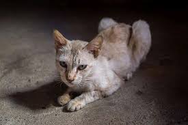 Tandatanda kucing sakit my cats diary 11. Fakta Kucing Apa Yang Terjadi Ketika Kucing Menua Dunia Fauna Hewan Binatang Tumbuhan Dunia Fauna Hewan Binatang Tumbuhan