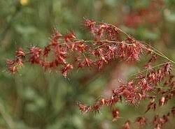 Image result for Melinis longiseta