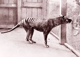 Maybe you would like to learn more about one of these? Extinct Animals 2020 List Of Extinct Species