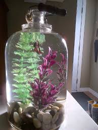 Made An Old Glass Jug Into A Beta Fish Tank Beta Fish Tank Beta Fish Betta Fish Tank