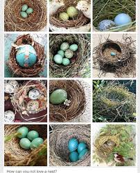 Different Birds With Their Nests Different Bird Nests Bird Nest Pretty Birds Beautiful Birds