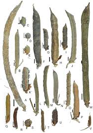 Image result for Indigofera heterotricha