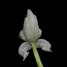 Image result for Disperis reichenbachiana