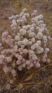 Image result for Helichrysum sulfureofuscum
