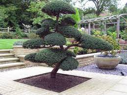 Architectural Plants Planting By Us Architectural Plants Japanese Garden Design Modern Japanese Garden