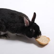 can rabbits eat bread