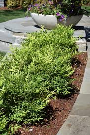 Image result for Nandina