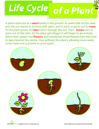 They label a diagram, then draw and colour their own flower to complete the worksheet. Parts Of A Plant Lesson Plan Education Com Lesson Plan Education Com